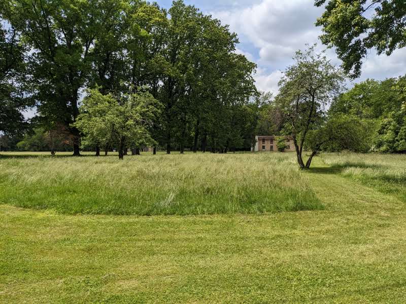 Little Flower Meadow
